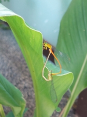 Ceriagrion auranticum