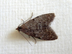 Nola pleurosema