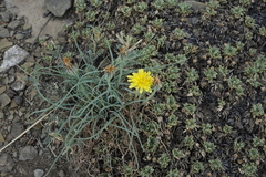 Takhtajaniantha austriaca