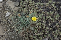 Takhtajaniantha austriaca