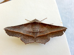 Oenochroma vetustaria