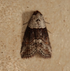Calathusa hypotherma