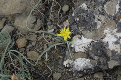 Takhtajaniantha austriaca