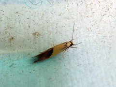 Opogona protodoxa