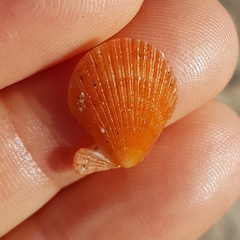 Talochlamys multistriata