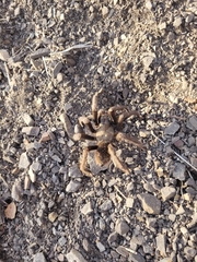 Aphonopelma iodius