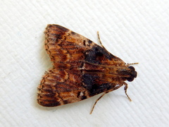 Orthaga thyrisalis