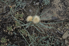 Takhtajaniantha austriaca