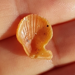 Talochlamys multistriata