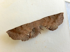 Parepisparis multicolora