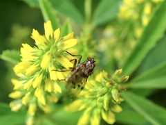 Anthomyia punctipennis