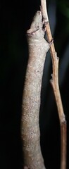 Eutrapela clemataria