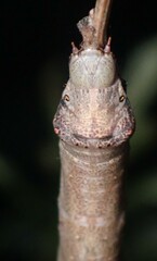 Eutrapela clemataria