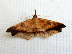 Philogethes metableta