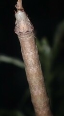 Eutrapela clemataria