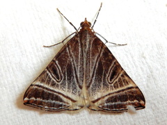 Phrataria replicataria
