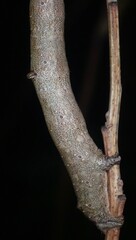Eutrapela clemataria