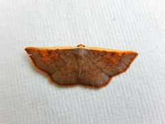 Picromorpha pyrrhopa