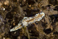 Doriprismatica atromarginata