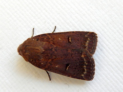 Proteuxoa hypochalchis