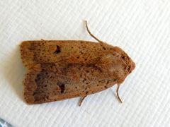 Proteuxoa hypochalchis