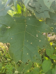 Vasconcellea pubescens