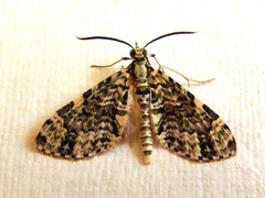 Sauris lichenias