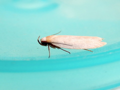 Scieropepla polyxesta