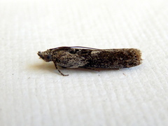 Sciota melanostyla