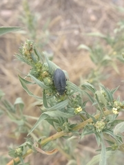 Bothrotes canaliculatus