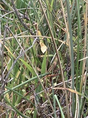 Muehlenbeckia complexa
