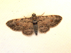 Sigilliclystis insigillata