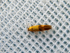 Stathmopoda auriferella