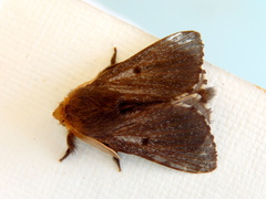 Symphyta nyctopis