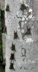 Rhynchonycteris naso