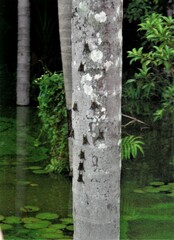 Rhynchonycteris naso