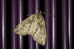 Arrayanaria arenosa