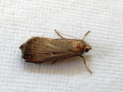 Tathorhynchus fallax