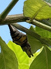 Papilio memnon heronus