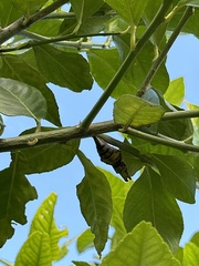 Papilio memnon heronus
