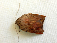 Tortricopsis pyroptis