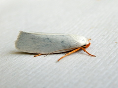 Xylorycta argentella