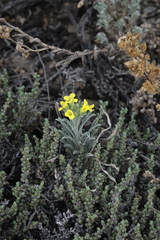 Erysimum flavum altaicum