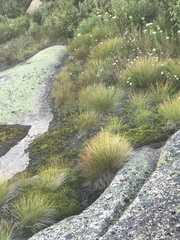 Trichophorum cespitosum