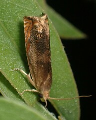 Hystrichophora taleana