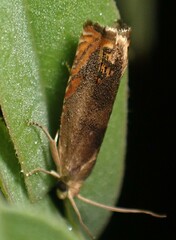 Hystrichophora taleana