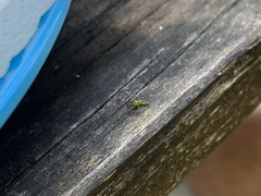 Cetratus rubropunctatus