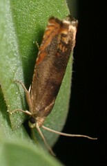 Hystrichophora taleana