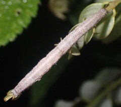 Catocala nuptialis
