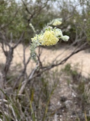 Pimelea octophylla